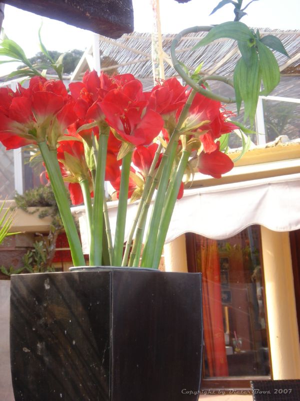 DSC04391